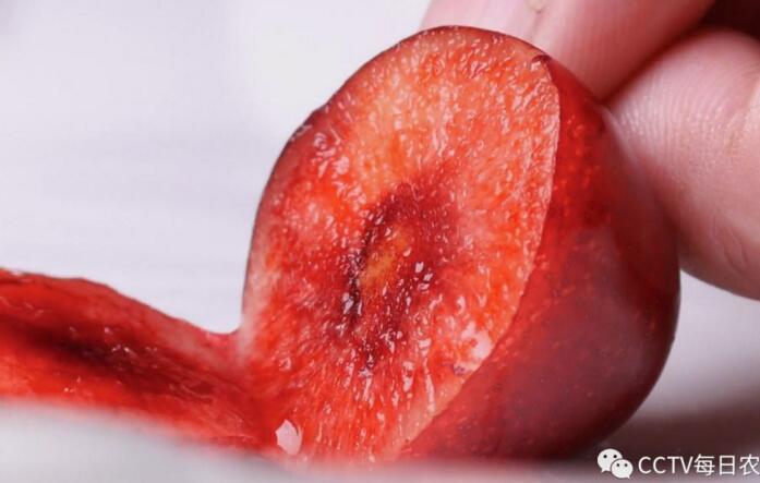 [每日农经]大棚种植美早樱桃抢“鲜”上市效益好
