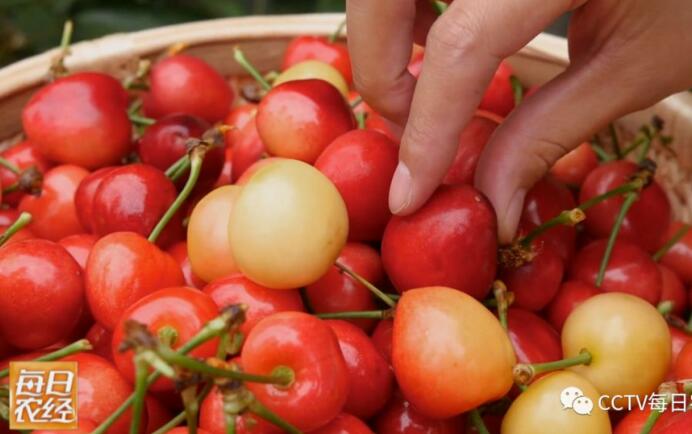 [每日农经]大棚种植美早樱桃抢“鲜”上市效益好